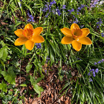 Two Cast Iron Daffodil Bird Feeders Garden Ornament, 2 of 6