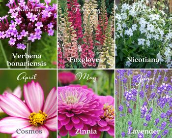 Mum’s Flower Garden Seed Kit – Personalised Flower Gift For Mother’s Day And Birthdays, 6 of 7