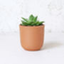 Curved Terracotta Plant Pot, thumbnail 2 of 4