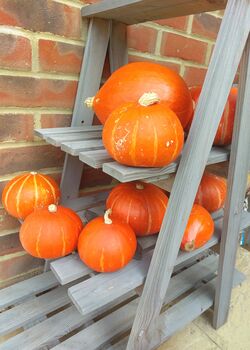 Pumpkin Seeds In A Seedtube, 5 of 5