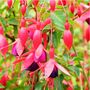 Fuchsia 'Tom Thumb' One Full Plant In A One Litre Pot, thumbnail 2 of 5