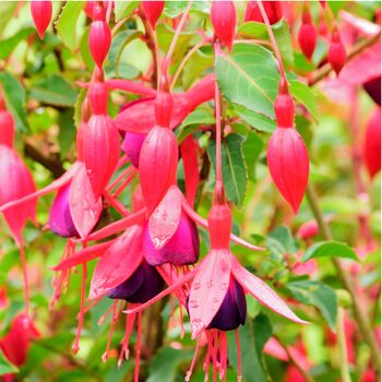 Fuchsia 'Tom Thumb' One Full Plant In A One Litre Pot, 2 of 5
