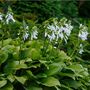Hosta 'Royal Standard' One X Plant In A One Litre Pot, thumbnail 1 of 5
