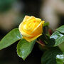 Miniature Rose 'Yellow' Plant In 2 L Pot, thumbnail 3 of 5