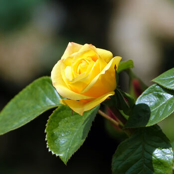 Miniature Rose 'Yellow' Plant In 2 L Pot, 3 of 5