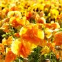 Flowers Pansy 'Clear Orange' Six X Plant Pack, thumbnail 5 of 8