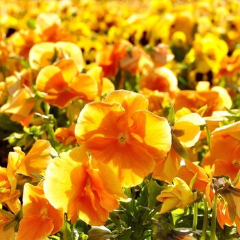 Flowers Pansy 'Clear Orange' Six X Plant Pack, 5 of 8
