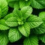 Herb Plants Peppermint Four Full Plants In 9cm Pots, thumbnail 3 of 5