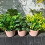 Set Of Three Artificial Plants In Terracotta Pots, thumbnail 2 of 3