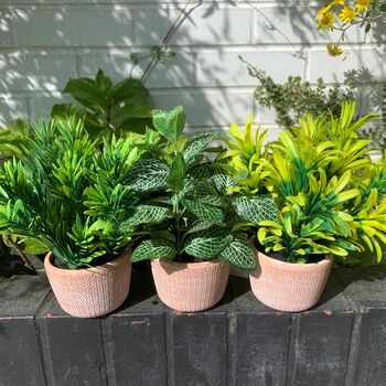 Set Of Three Artificial Plants In Terracotta Pots, 2 of 3