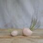 Bird Air Plant Holder In Pale Pink, thumbnail 2 of 7
