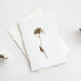 Luxury Allium Print Card In Ivory/Brass, thumbnail 1 of 3