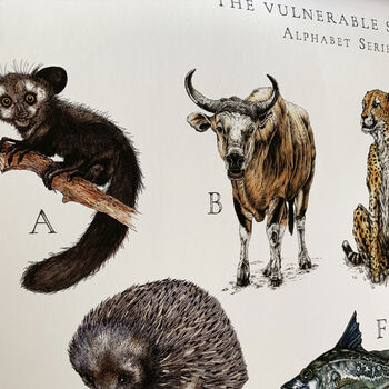 Limited Edition 'Vulnerable Species' Alphabet Print, 7 of 12