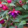 Perennial Fuchsia 'Dollar Princess' Five 9cm Pots, thumbnail 2 of 5