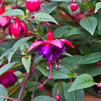 Perennial Fuchsia 'Dollar Princess' Five 9cm Pots, 2 of 5