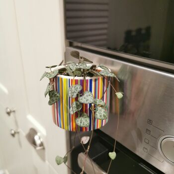 Magnetic Ceramic Planter And Choice Of Plant Gift, 3 of 5