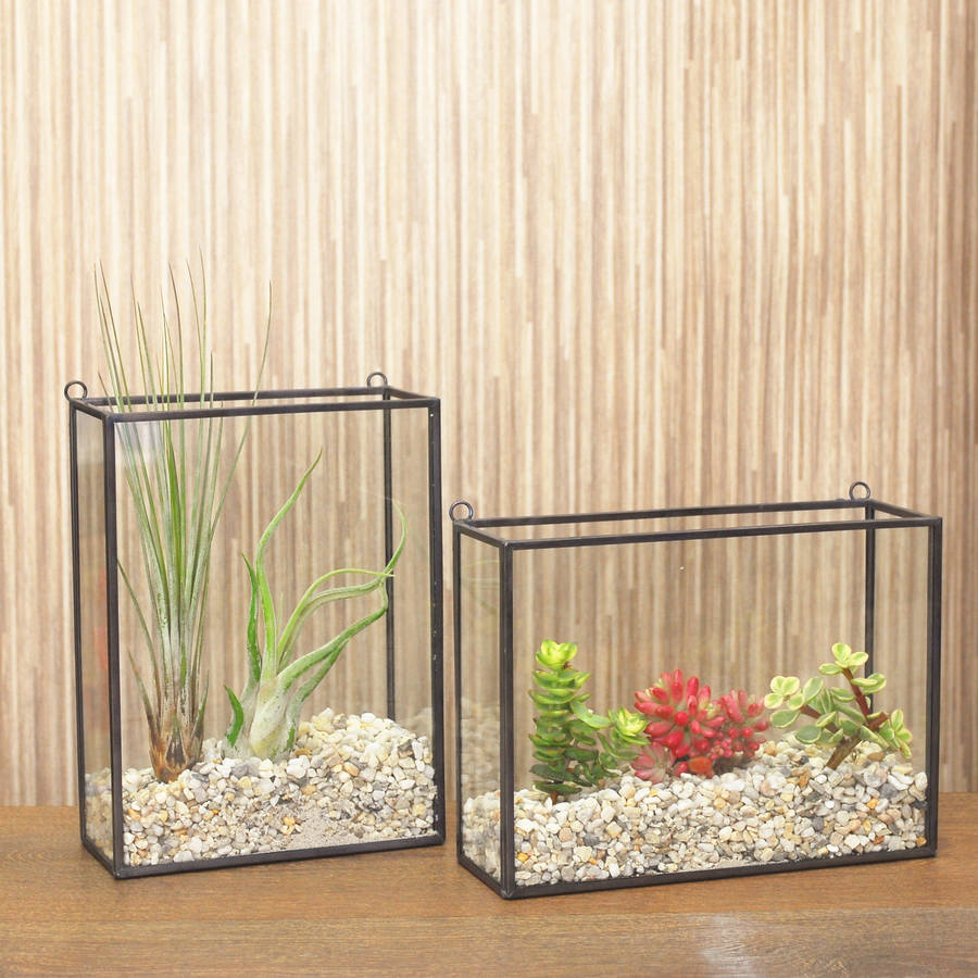 Glass Rectangular Terrarium By DingaDing