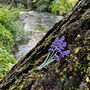 Lavender Flower Purple Brooch, thumbnail 2 of 5