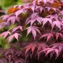 Japanese Maple Trees, Acer 'Purple Leaf' 10 L Pots, thumbnail 4 of 4