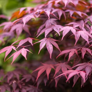 Japanese Maple Trees, Acer 'Purple Leaf' 10 L Pots, 4 of 4