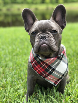 Alfies Red And White Tartan Plaid Dog Celebration Bandana, 3 of 7