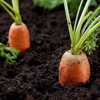 Vegetable Plants Carrot 'Chantenay' Two X Plug Plants, 5 of 7