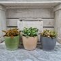 Fittonia Houseplant Gift Pot And Plant Bundle, thumbnail 4 of 5