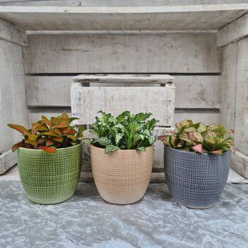 Fittonia Houseplant Gift Pot And Plant Bundle, 4 of 5