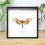 Mango Hawkmoth Insect Bug Moth Butterfly Entomology Taxidermy Box Frame, thumbnail 1 of 3