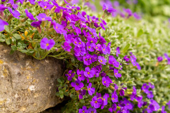 Flowers Aubrietia 'Lilac' 12 X Full Plant Pack, 3 of 5