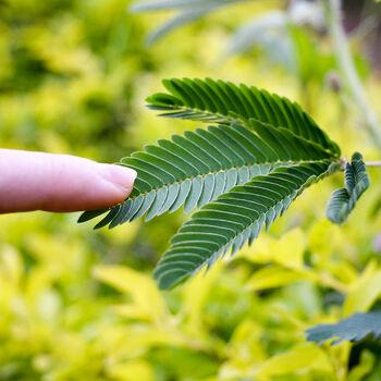 Gardening Gift For Her. Grow Your Own Sensitive Plant, 3 of 4