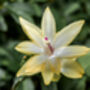 Christmas Cactus Yellow One X Full Plant 13cm Pot, thumbnail 6 of 6