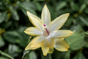 Christmas Cactus Yellow One X Full Plant 13cm Pot, 6 of 6