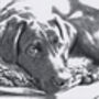 Vintage Style Crosshatch Illustration Of Your Pet, thumbnail 7 of 7