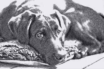 Vintage Style Crosshatch Illustration Of Your Pet, 7 of 7