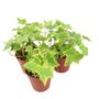 Trailing Gold Ivy Plant In 9cm Pot – Hedera Houseplant, thumbnail 2 of 2