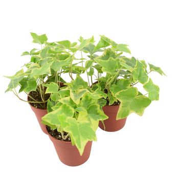 Trailing Gold Ivy Plant In 9cm Pot – Hedera Houseplant, 2 of 2