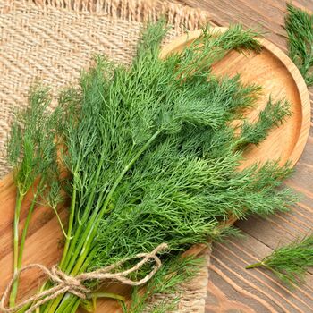 Herbs, Fennel Plants, Full Plants In 9cm Pots, 4 of 5