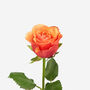 Aperol Petite Roses Fresh Bouquet, thumbnail 2 of 2