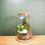 Large Diy Terrarium Kit With Three Plants Plant Gift, thumbnail 2 of 10