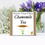 Gardening Gift. Grow Your Own Chamomile Tea, thumbnail 2 of 5