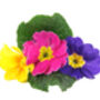 Flowering Plants 12 Month Subscription Package, thumbnail 2 of 5