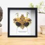 Giant Dead Leaf Mantis Insect Bug Entomology Taxidermy Box Frame, thumbnail 1 of 3