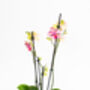 Phalaenopsis Orchid Plant With Ceramic Pot, thumbnail 6 of 12
