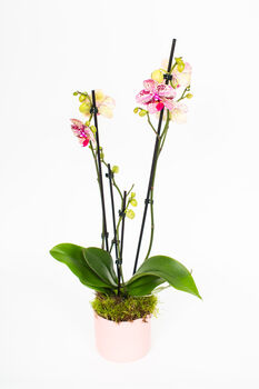Phalaenopsis Orchid Plant With Ceramic Pot, 6 of 12