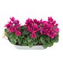 Purple Cyclamen Floral Gift In Metal Trough, thumbnail 3 of 3