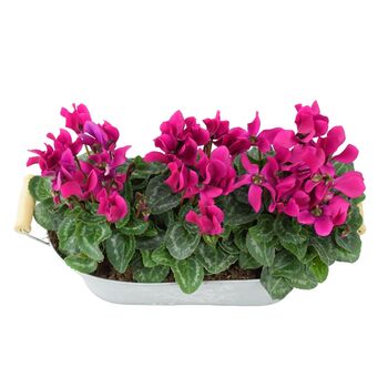 Purple Cyclamen Floral Gift In Metal Trough, 3 of 3