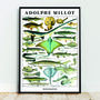 Fish Print By Adolphe Millot, Nature And Wildlife, thumbnail 1 of 6