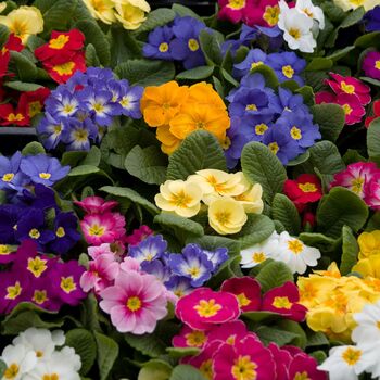 Primrose 'Cabaret Mix' Six X Full Plant Pack, 2 of 8