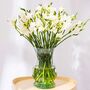 White Guernsey Long Stem Freesia Flowers, thumbnail 1 of 3